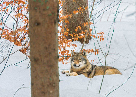 Februar (february) 2012