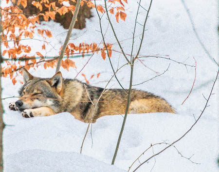 Februar (february) 2012