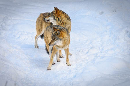 Februar (february) 2012