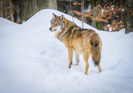 Februar (february) 2012