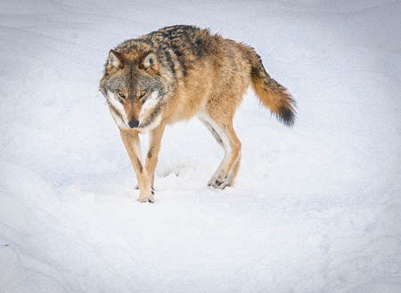 Februar (february) 2012