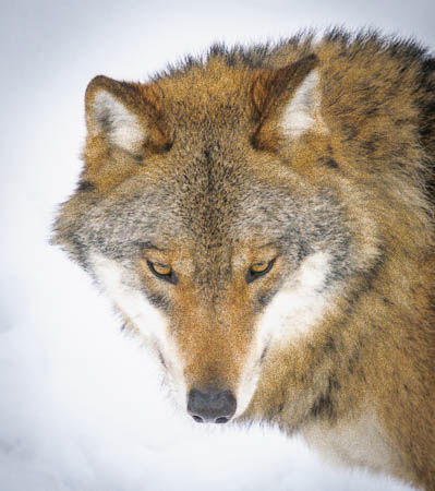 Februar (february) 2012