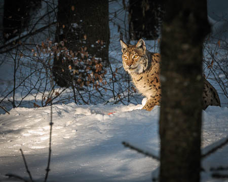 Februar (february) 2012