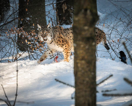 Februar (february) 2012