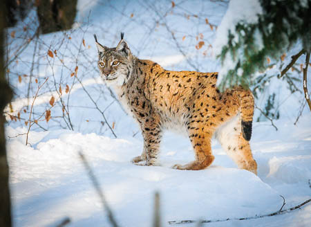 Februar (february) 2012