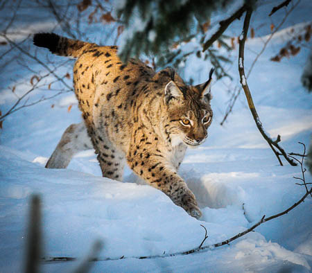 Februar (february) 2012