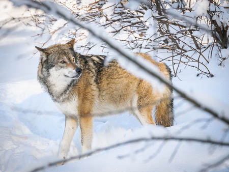 Februar (february) 2012