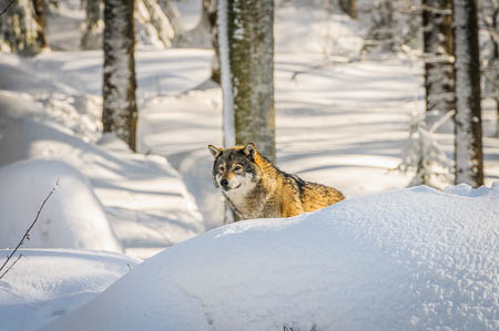 Februar (february) 2012