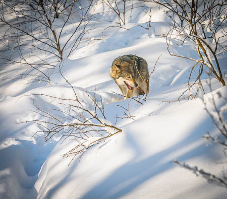 Februar (february) 2012