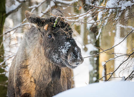 Februar (february) 2012