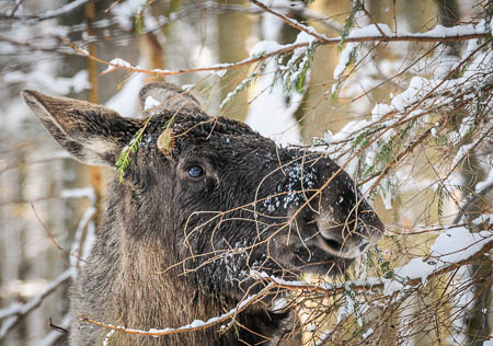 Februar (february) 2012