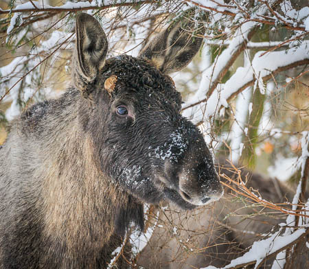 Februar (february) 2012