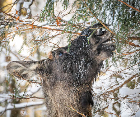 Februar (february) 2012