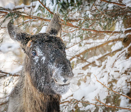 Februar (february) 2012