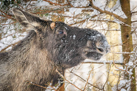 Februar (february) 2012