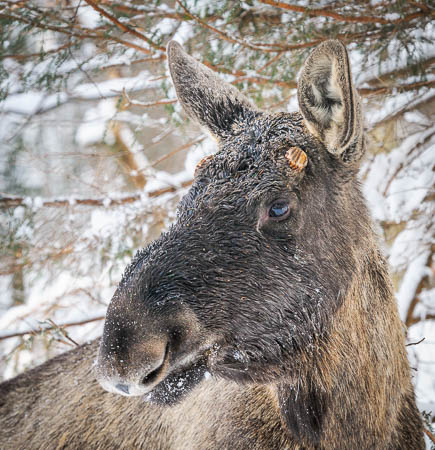 Februar (february) 2012