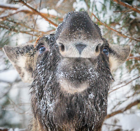 Februar (february) 2012