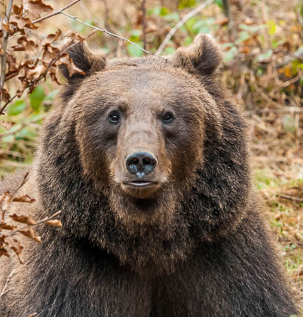 November (november) 2012