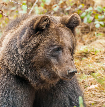 November (november) 2012