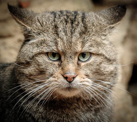 November (november) 2012