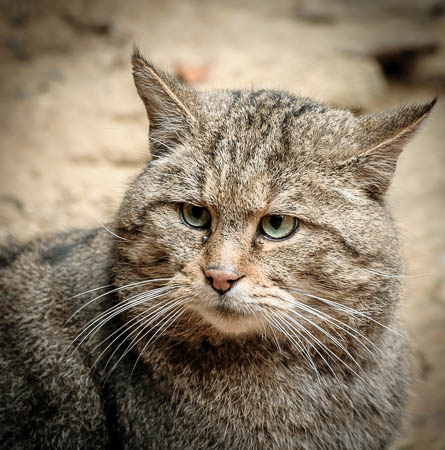 November (november) 2012