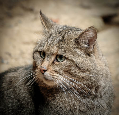 November (november) 2012