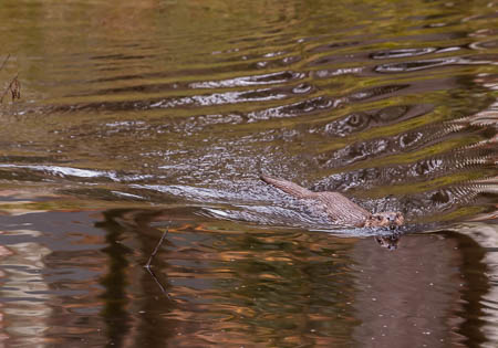 November (november) 2012