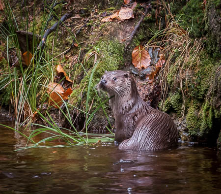 November (november) 2012