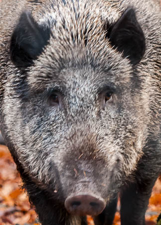 November (november) 2012