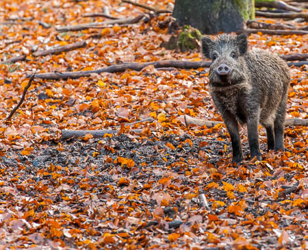 November (november) 2012