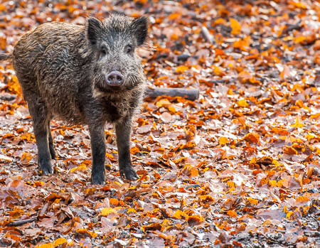 November (november) 2012