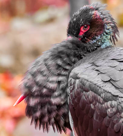 November (november) 2012