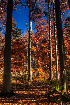 Oktober (october) 2011