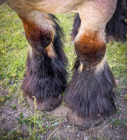 Susanne und Anja mit dem Planwagen durch die Uckermark (2015)