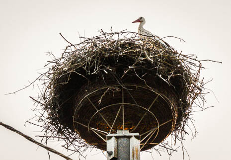 Susanne und Anja mit dem Planwagen durch die Uckermark (2015)