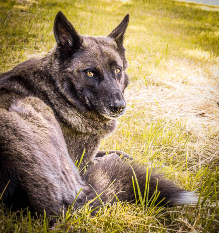 Susanne und Anja mit dem Planwagen durch die Uckermark (2015)