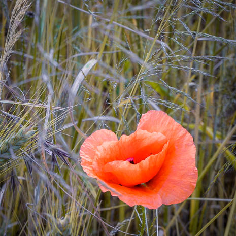 Susanne und Anja mit dem Planwagen durch die Uckermark (2015)