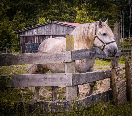 Susanne und Anja mit dem Planwagen durch die Uckermark (2015)