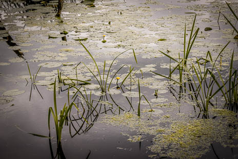 Susanne und Anja mit dem Planwagen durch die Uckermark (2015)