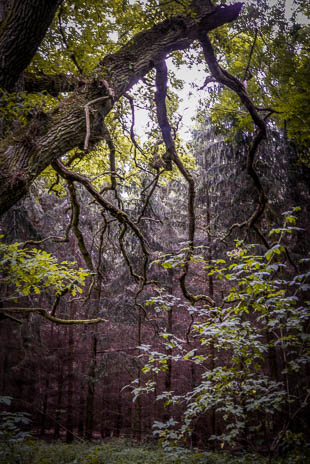 Susanne und Anja mit dem Planwagen durch die Uckermark (2015)