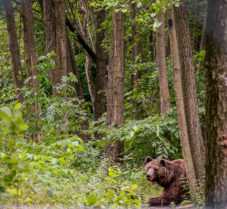 Susanne und Anja mit dem Planwagen durch die Uckermark (2015)