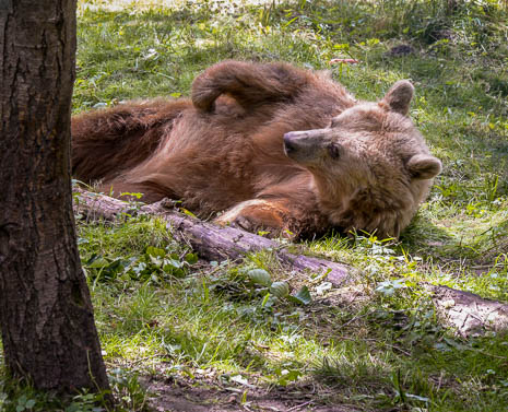 Susanne und Anja mit dem Planwagen durch die Uckermark (2015)