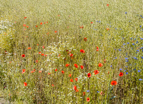 Susanne und Anja mit dem Planwagen durch die Uckermark (2015)