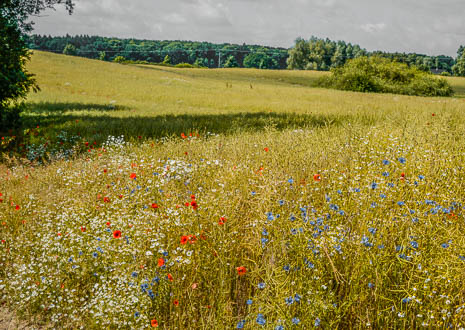 Susanne und Anja mit dem Planwagen durch die Uckermark (2015)