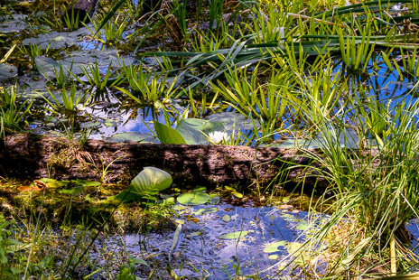 Susanne und Anja mit dem Planwagen durch die Uckermark (2015)