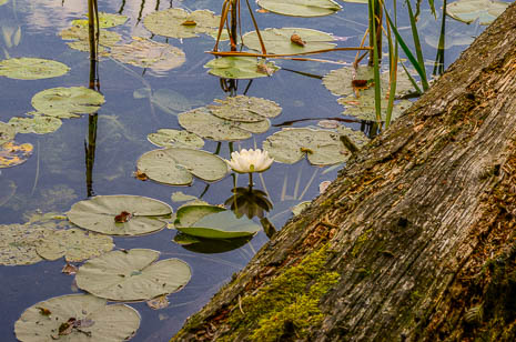 Susanne und Anja mit dem Planwagen durch die Uckermark (2015)