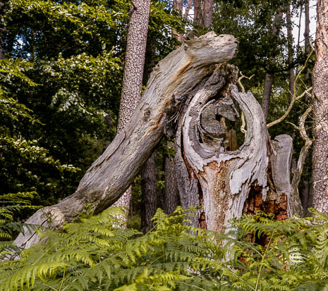 Susanne und Anja mit dem Planwagen durch die Uckermark (2015)