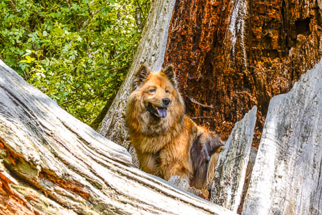 Susanne und Anja mit dem Planwagen durch die Uckermark (2015)