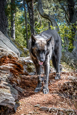 Susanne und Anja mit dem Planwagen durch die Uckermark (2015)