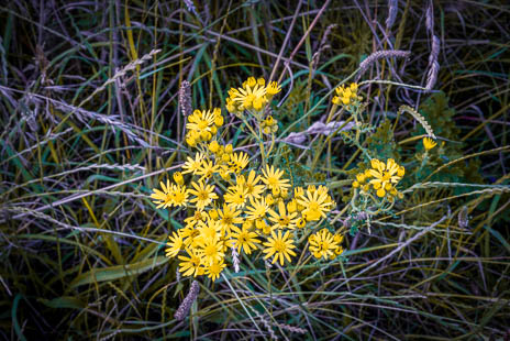 Susanne und Anja mit dem Planwagen durch die Uckermark (2015)